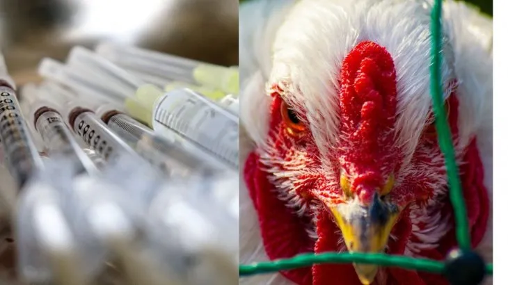 México: primera muerte por Gripe Aviar